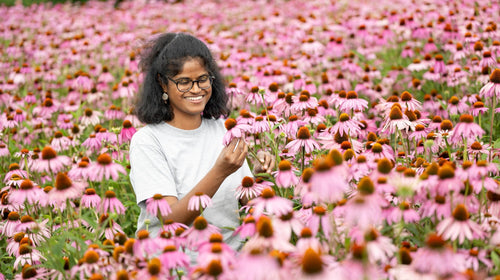 Blühende Echinacea-Blüten im Garten – Symbolbild Immun-Check