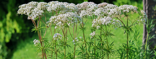 Baldrianblüten bei wiederkehrenden Durchschlafproblemen