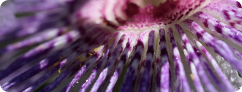 Passionsblume als Symbol für Erschöpfung und Burnout