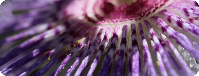 Passionsblume als Symbol für Erschöpfung und Burnout