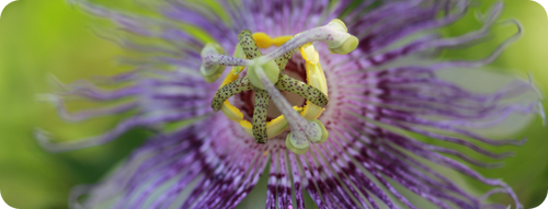 Passionsblume im A.Vogel-Garten bei Einschlafproblemen
