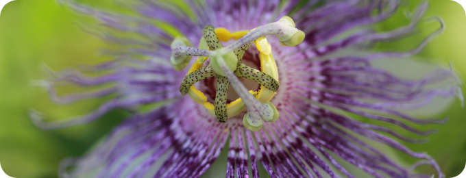 Passionsblume im A.Vogel-Garten bei Einschlafproblemen