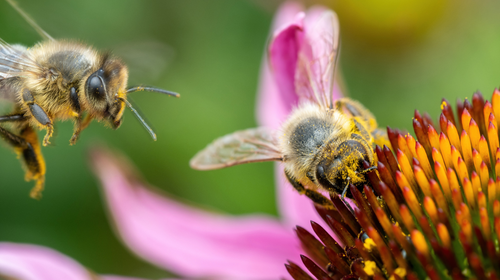 Bienen auf einer Blüte als Symbol für die natürlichen Abwehrkräfte
