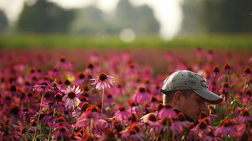 Ernte von Echinacea für die Unterstützung der Abwehrkräfte