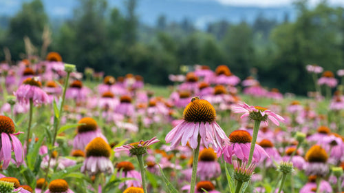 Blühendes Feld mit Rotem Sonnenhut (Echinacea purpurea)