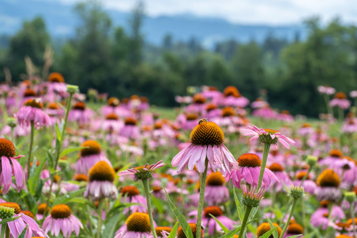 Blühendes Feld mit Rotem Sonnenhut (Echinacea purpurea)