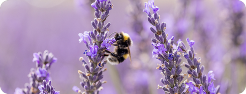 Lavendelblüten mit Biene als Symbol für Stress und Entspannung