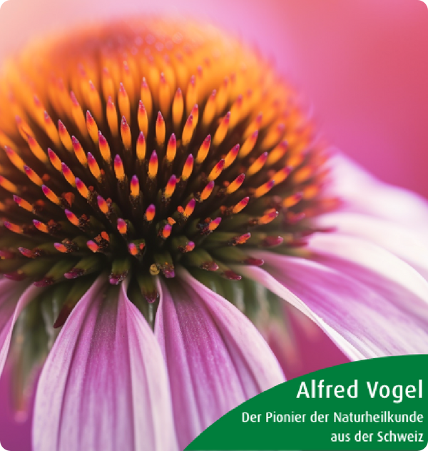 Echinacea purpurea – Pionier der Naturheilkunde
