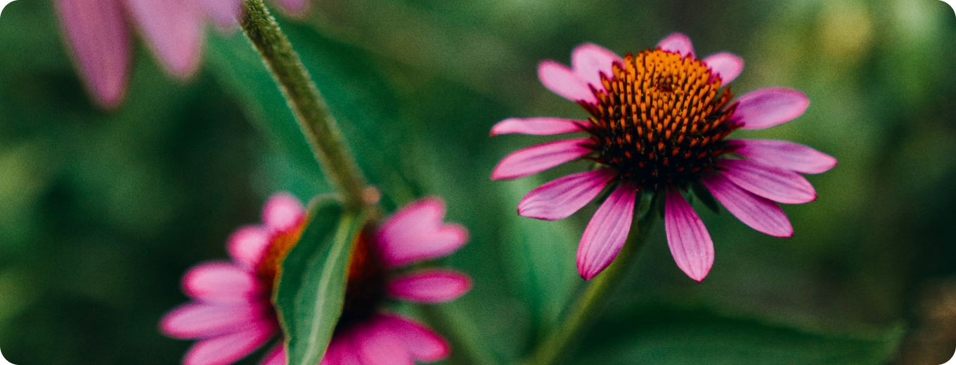 Echinacea – was bedeutet der Name?