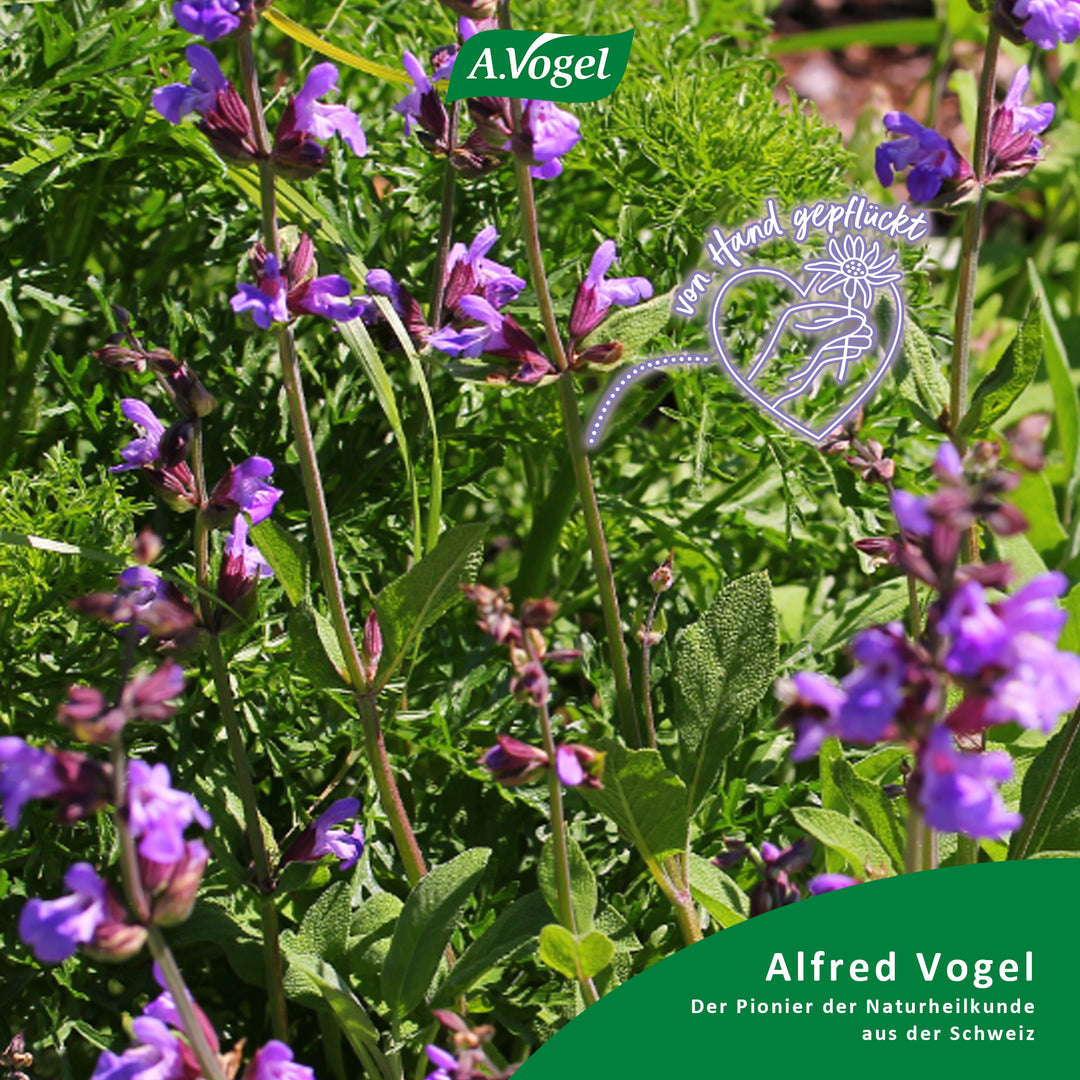 A.Vogel Menosan Salvia Tabletten, 30 Stück