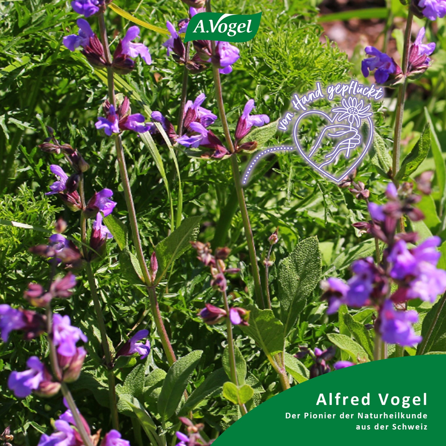 A.Vogel Menosan Salvia Tabletten, 30 Stück
