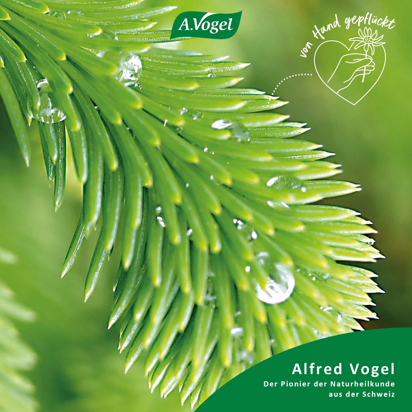 A.Vogel Santasapina™ Fichtenspitzen-Sirup ohne Alkohol, 200 ml