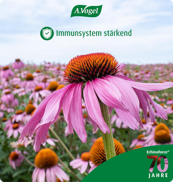 Echinaforce – stärkt das Immunsystem