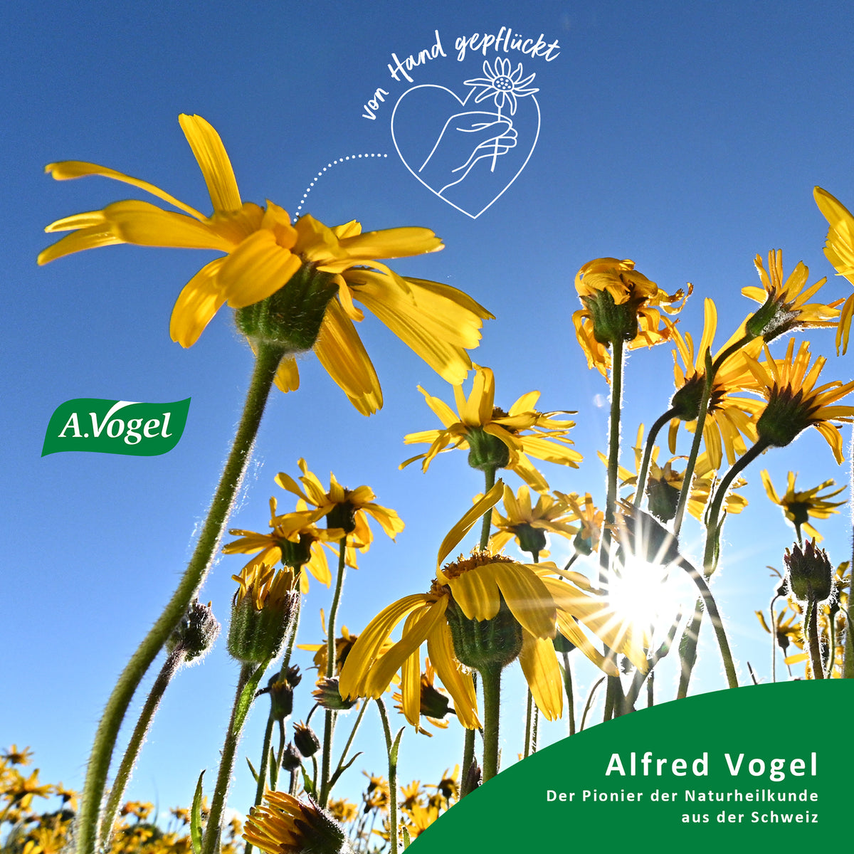 A.Vogel Atrosan Arnika-Gel FORTE – Produktinformation 2