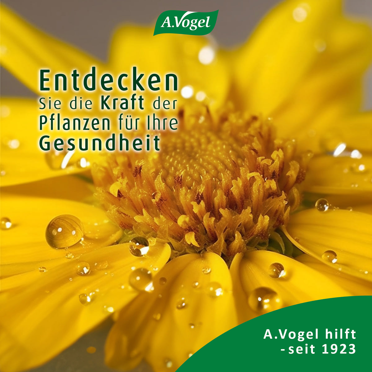A.Vogel Atrosan Arnika-Gel FORTE – Produktinformation 7