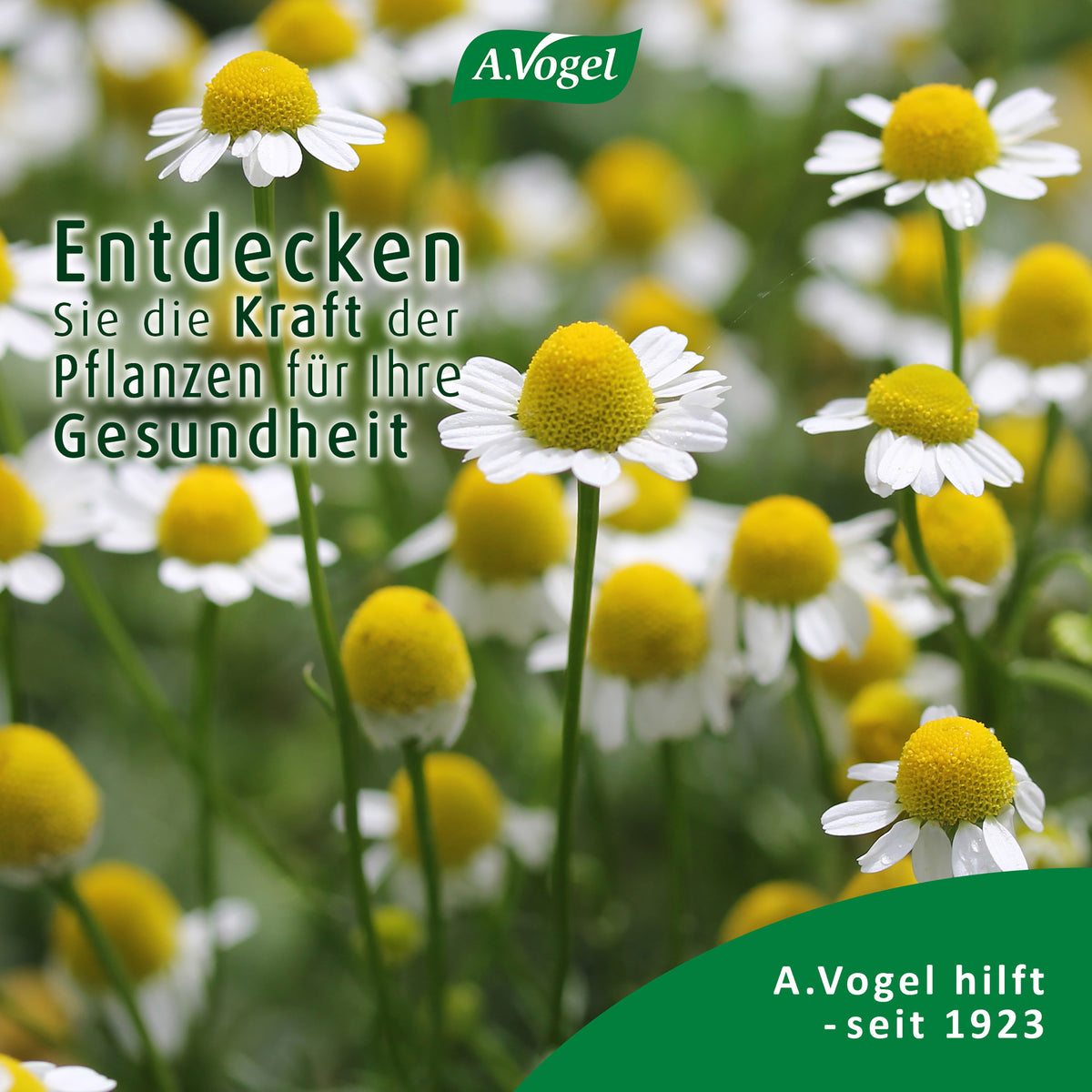 A.Vogel Augen Tropfen Heuschnupfen – Produktansicht 8