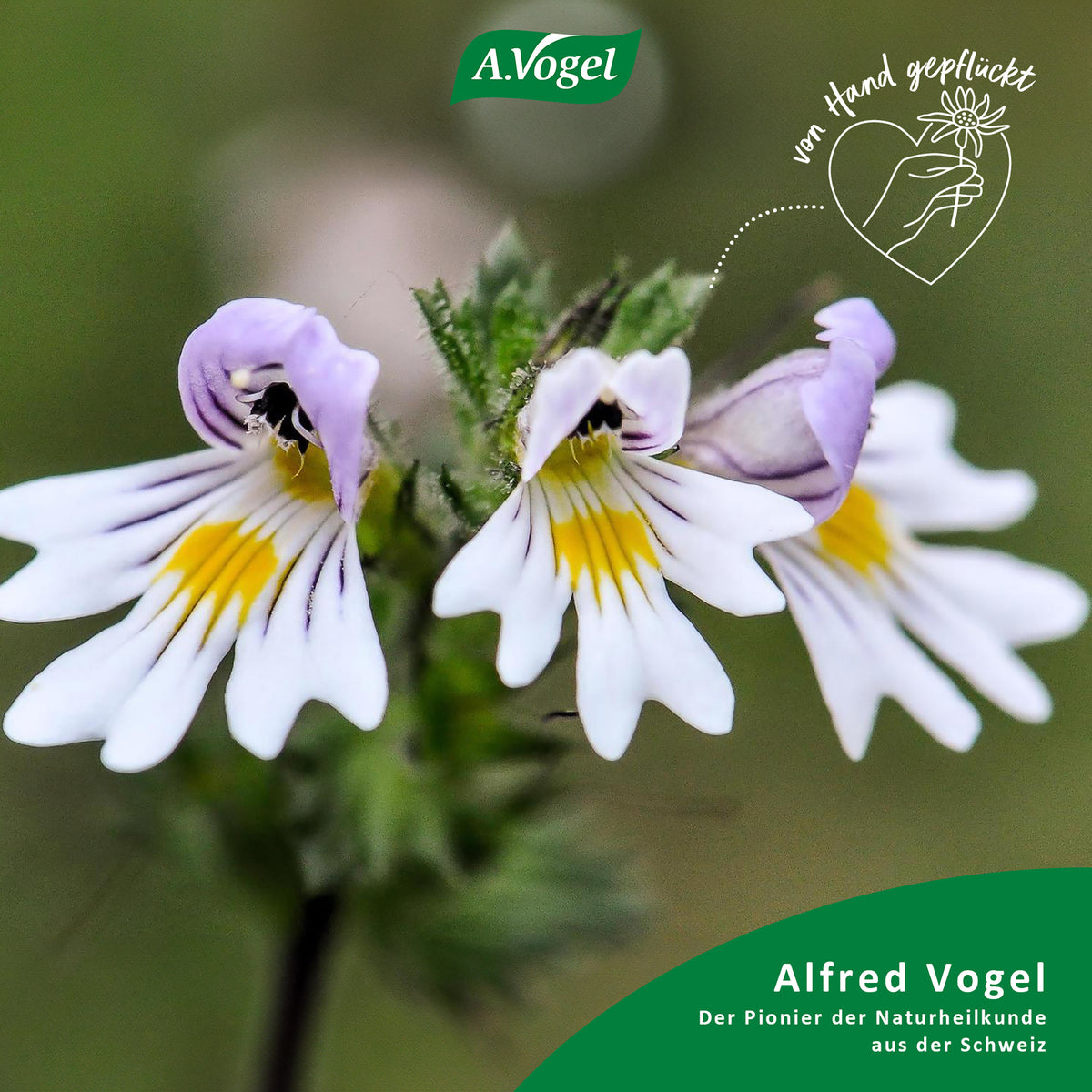 A.Vogel Augen Tropfen mit Augentrost (Euphrasia) – Produktinformation 2