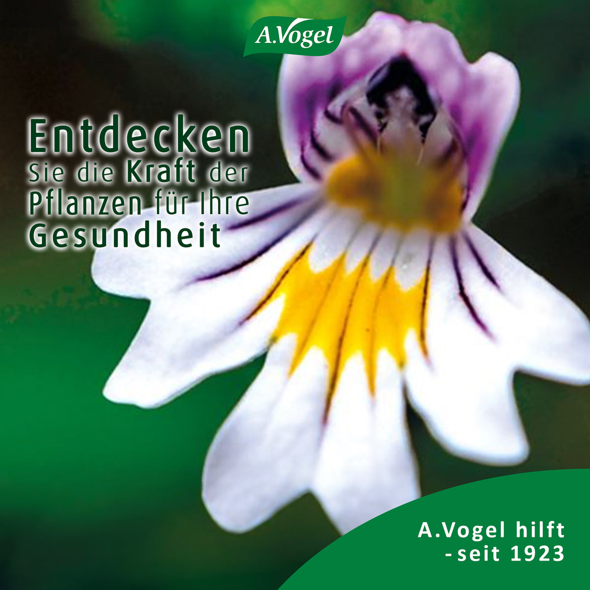 A.Vogel Augen Tropfen mit Augentrost (Euphrasia) – Produktinformation 7