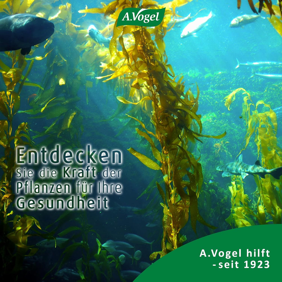 A.Vogel Kelpamare Pflanzliche Universal-Würzsauce – Produktansicht 9