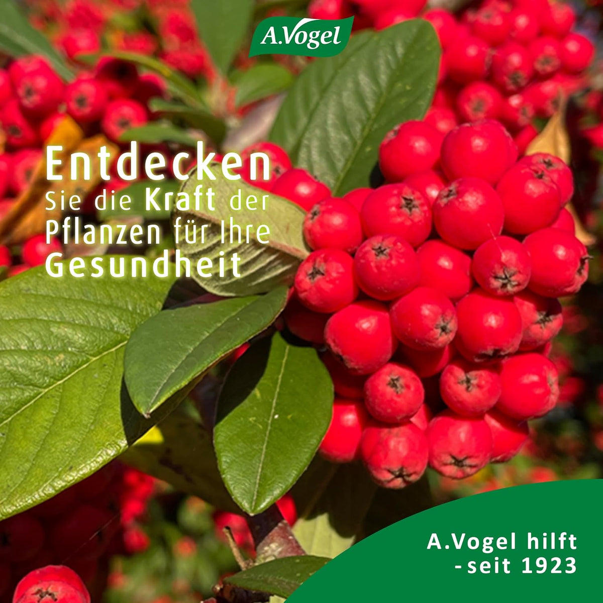 A.Vogel Nature-C – Produktansicht 8