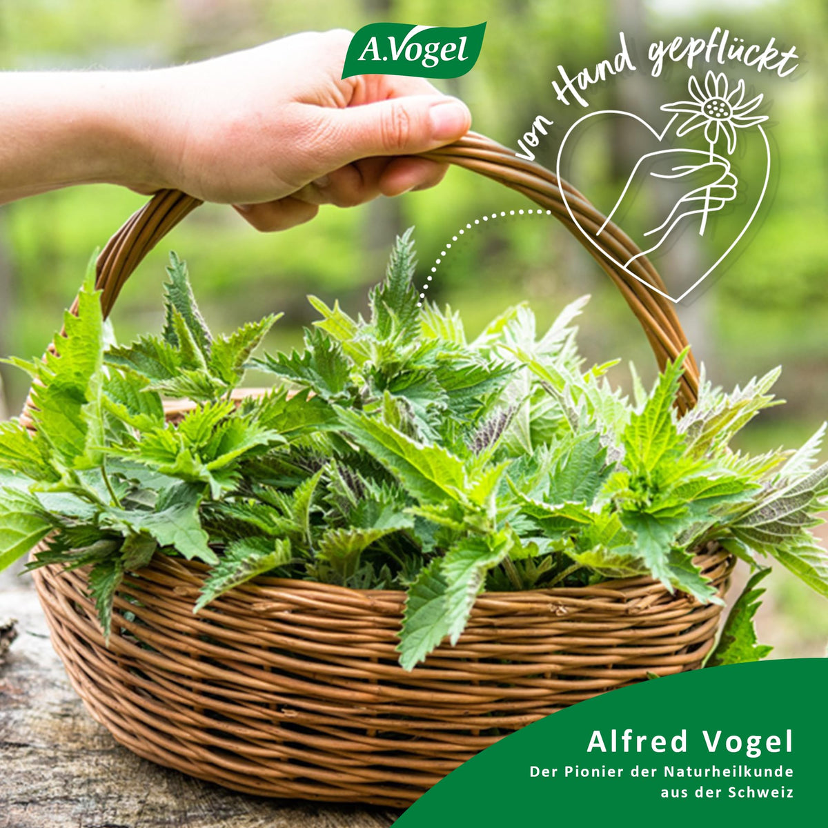 A.Vogel Vitamin D3 mit Brennnessel Urticalcin – Produktinformation 2