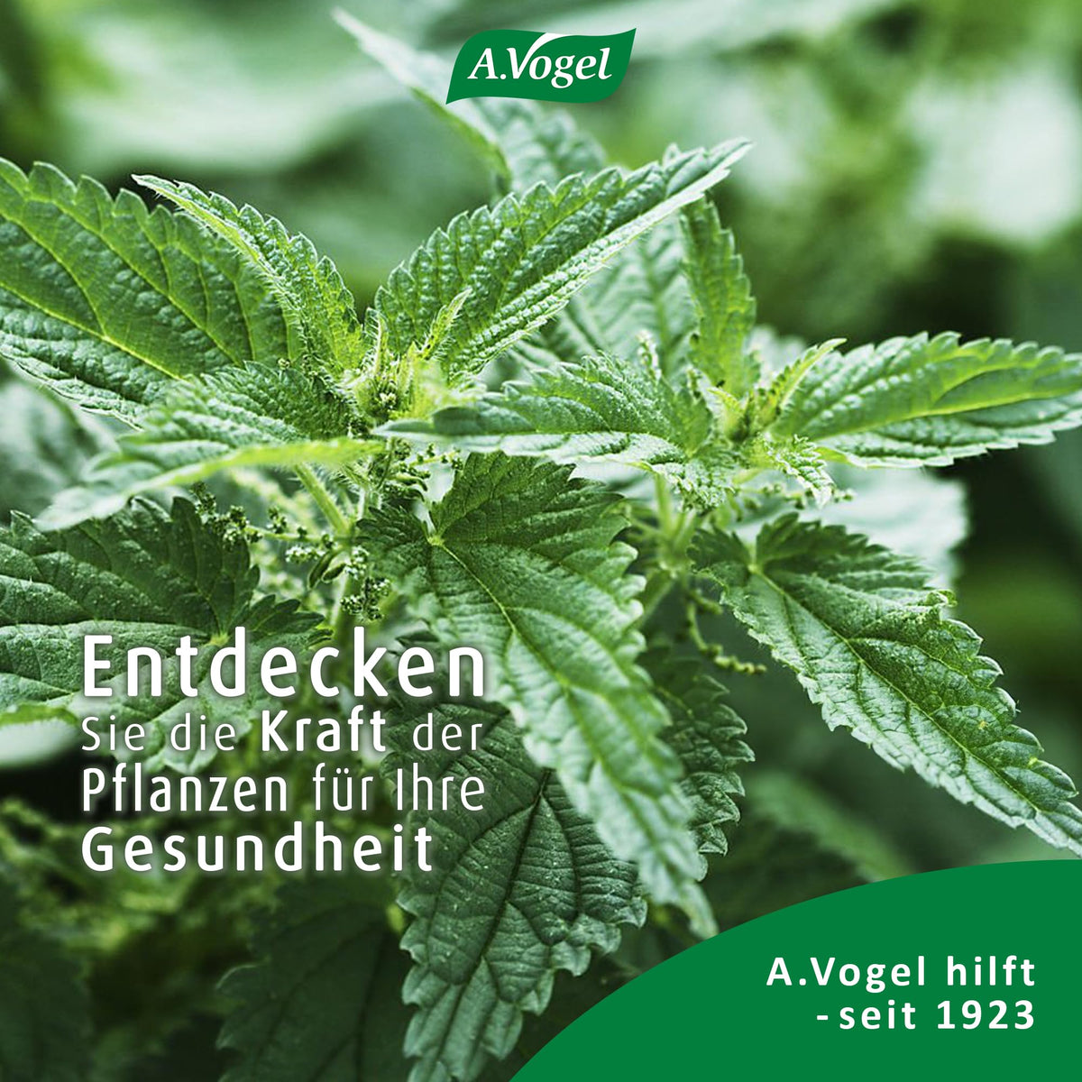 A.Vogel Vitamin D3 mit Brennnessel Urticalcin – Produktinformation 7