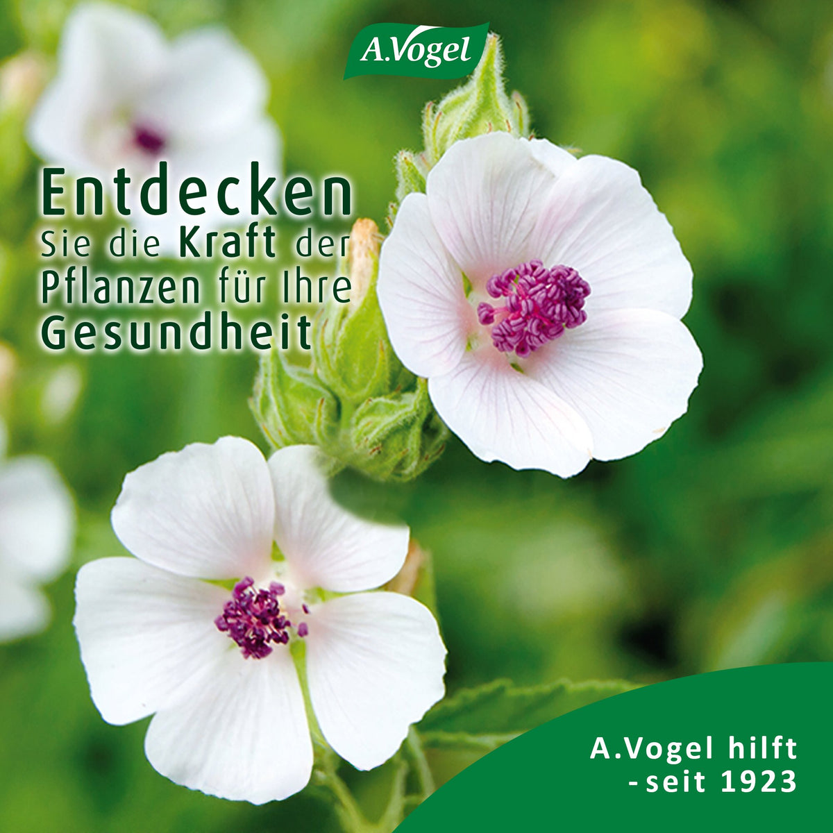 Eibischblüte – Pflanzenkraft in A.Vogel Brochiforce