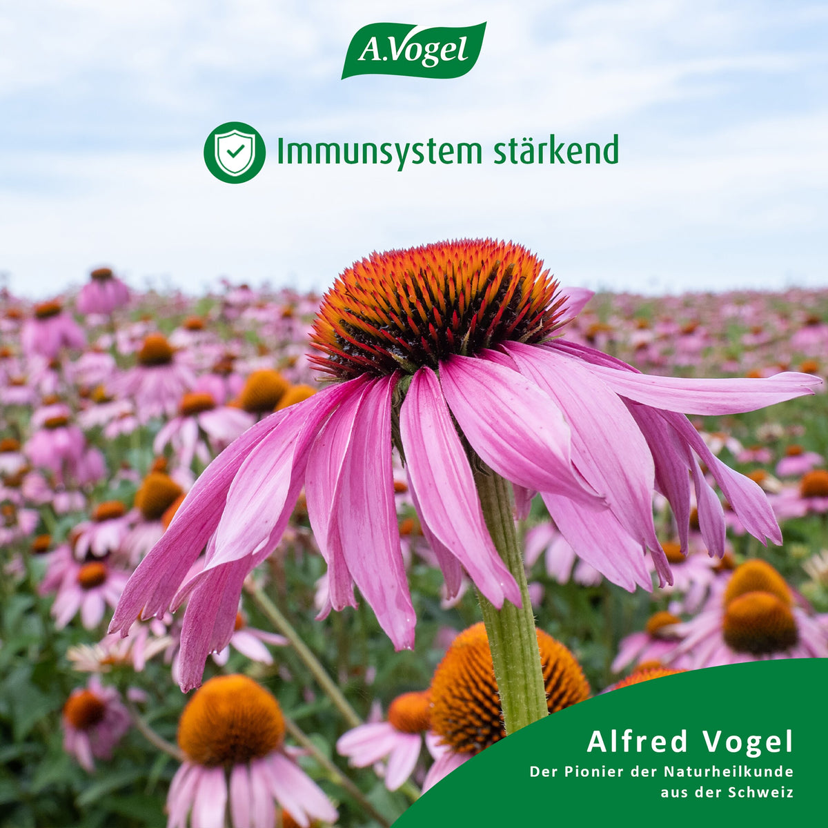 Echinacea purpurea zur Unterstützung des Immunsystems