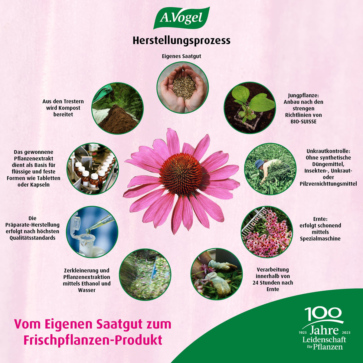 Herstellungsprozess von A.Vogel Echinaforce Forte Immune