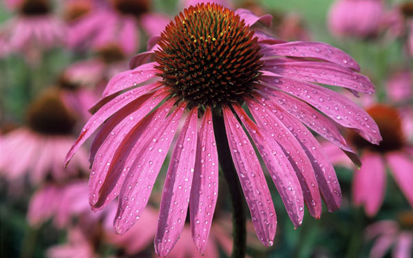 Echinacea: Karriere bei den amerikanischen Ureinwohnern